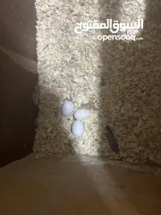  1 طيور كوكتيل للبيع