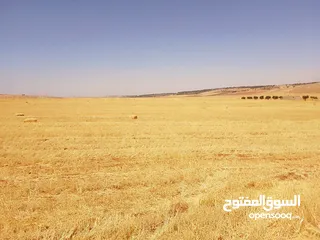  15 مادبا ماعين غرابيات ام راسين قطعة ارض زراعية بمنطقة هادئة و مميزة بمساحة 5300 م واصل الخدمات