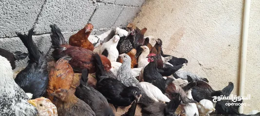  8 دجاج عربي للبيع