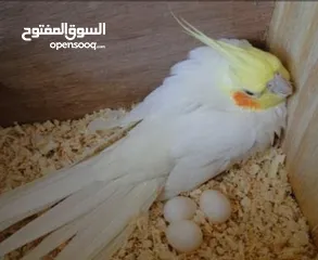  1 جوز كوكتيل لاتينو منتج اهالي فراخ تحتو 5 بيضات ولسى ما كمل بيض