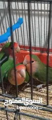  3 طيور روز صحه و نظافه