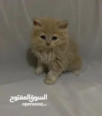  6 10 قطط للبيع للتواصل و الاستفسار على الرقم