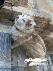 2 هاسكي بيور
