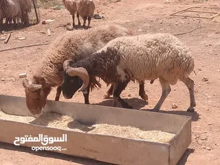  5 نفس الصور بالضبط أضاحي وعقيقه كبش صحراوي  اوزان من 19 ل30 لحم احجز ضحيتك ذبح أو دون ذبح السعر100ل150