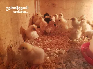  3 صوص لوهمان براون الالماني Lohman Brown  السلالة الاصلية