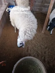  6 خروف للبيع