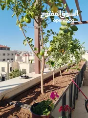  1 شمس و ورد لتنسيق الحدائق