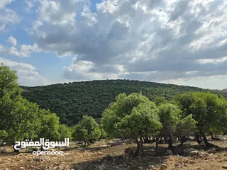  1 ارض مساحه 5 دونم  غابه و مجاوره للغابه من مالك مباشره
