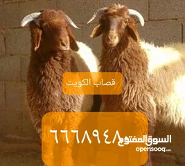  1 قصاب الكويت اغنام ذبايح للبيع