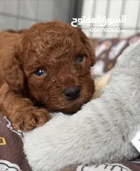  6 جراء بودل مستويات عالية جدا جدا جدا اهالي استيراد خارجي مستويات خرافية تسليم في أي عياده بيطرية