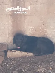  1 اكلاب للبيع جولدن وا مالينو