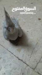  3 طيور كوكتيل مفطومات جديد