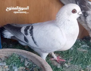  22 حمام للبيع