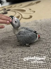  2 ‎فرخ كاسكو انتاج محلي - African gray parrots local breeding