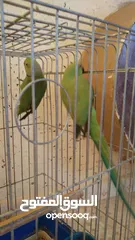  1 جوز ببغاء الدره السعر 70