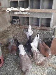  1 حمام احجام كبيرة للبيع لعدم التفرغ  ست جواز
