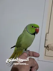  3 Ringneck Hand Tamed Male