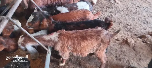  2 سخلات البيع