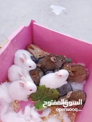  2 ارانب عمر شهر ونص تربيه منزل تب نظافه وبصحه جيده جدا.                                              .
