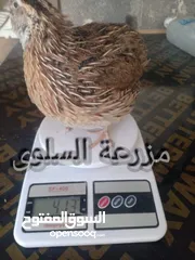  3 صيصان فري 15قرش الحبه