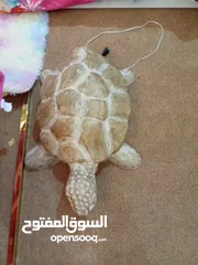  6 سلحفاة حدائق مضيئه للبيع