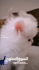  1 قطط شيرازي في الرحبه