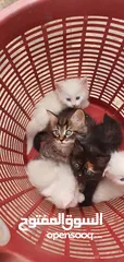  7 قطط مكس هيمالايا شيرازي انضيفه كثير متعوده على اللتر بوكس لعوبه وأليفه       ........