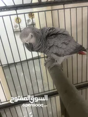  2 ببغاء كاسكو