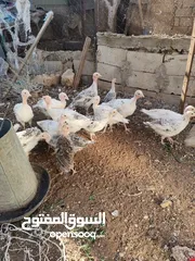  7 دجاح رومي حبش
