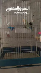  2 روز منتج للبيع