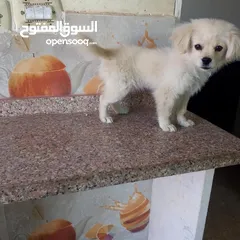  2 لولو فوكس انثى عمرها 6 اشهر