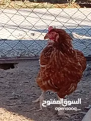  4 متاح دجاج للبيع