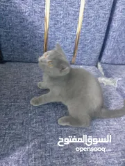  2 قطه سكوج للبيع