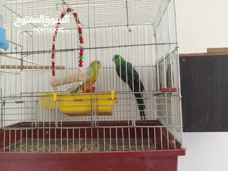  1 بغباءة الريد رام وكنار حوز ومعاهم فراخ وكمان فحل للبيع وعصافير حب