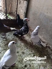  5 حمام للبيع