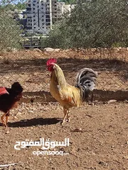  4 ديك وجاجة بياض