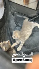  6 اسكوتش فولد و بارتش