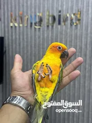 3 بسم الله ماشاء الله ببغاء الشمس او صن كنيور حوز اليف جداً الأنثى هدد داخلي