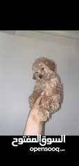  1 Toy poodle