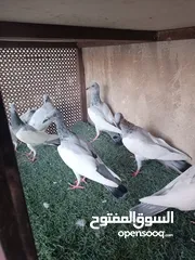  6 يهوديات المنيم