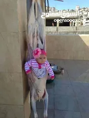  1 دبح حلال  .. انا جاهز.