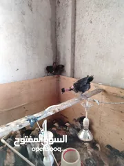  5 فراخ بلدي و  للبيع