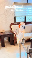  5 للبيع ببغاء كوكاتو ملوكان اليف 70 ٪بده متابعة بسيطع