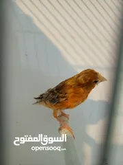  2 3 طواير مورديات  اهالي فراخ