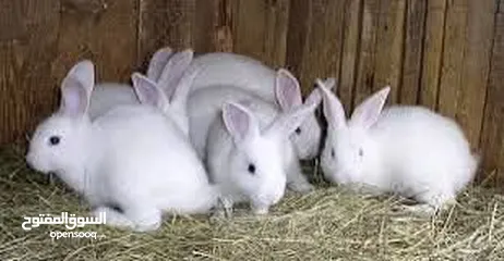  3 ارانب للبيع  ( السلط ).
