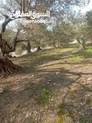  22 القبة الذهبية  اراضي بلعا دير الغصون