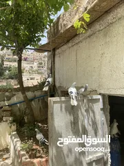  4 جوزين نوريات زرق مريوش فراخ