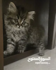  1 قطة بيرشن شانشيلا عمر شهرين للبيع مع كامل اغراضها