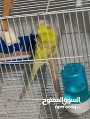  16 طيرة انجليزي رمادية ومخاليف فيش. وفراخ روز للزق اليدوي. الرجاء قراءة الوصف