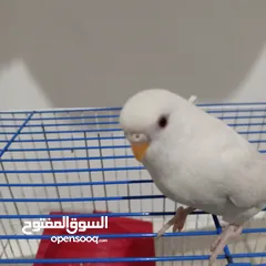  1 طيره حب انثى للبيع بسعر مغري جدا